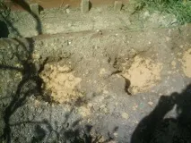 канни