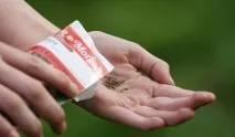 Як правильно посадити моркву щоб швидко зійшла посадити
