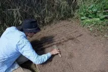 Як правильно посадити моркву щоб швидко зійшла моркву