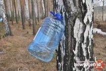 Як правильно збирати березовий сік березовий