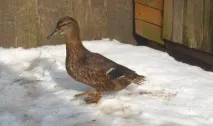 семенівські