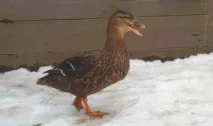 чубарі