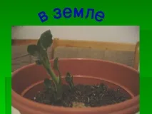 Дослідницька практика - Раз картопля, два картопля - початкові класи, інше початкові