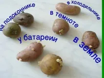 Дослідницька практика - Раз картопля, два картопля - початкові класи, інше дослідницька