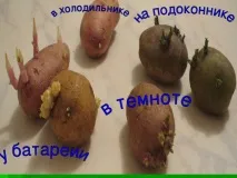 Дослідницька практика - Раз картопля, два картопля - початкові класи, інше практика