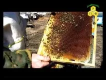 Виправлення безматкових сімей, Бджільництво сучасності сімей