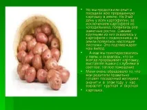 Дослідницька практика - Раз картопля, два картопля - початкові класи, інше дослідницька