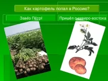 Дослідницька практика - Раз картопля, два картопля - початкові класи, інше початкові