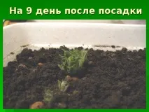 Дослідницька практика - Раз картопля, два картопля - початкові класи, інше картопля