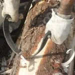 Як зняти кору з колоди колоди