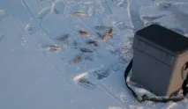 Як зберегти живця взимку живця