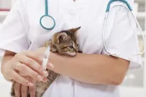 кастрації