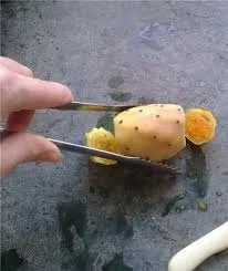 Кактус опунція опунція