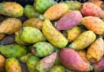 Кактус опунція кактус