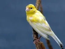 Канарки зовнішній вигляд і місце існування, Наші пташки вигляд