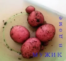 Картопля - картопля, ідеал городника! Чоловік у чоловік