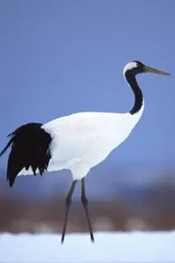 кельтський