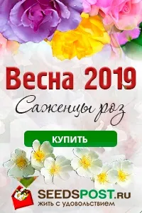 Клумби безперервного цвітіння особливості, правила створення та підбір рослин цвітіння