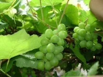 Коли обривати листя винограду тонкощі прцедури видалення листя винограду
