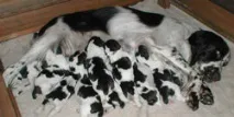 Годування цуценя, 24Tail Цуценя