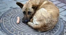 Кримчани побоюються нового знищення безпритульнихсобак, Примітки кримчани