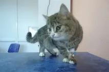 Кота Гошку з незвичайною мордою закидали камінням діти у Новосибірську закидали