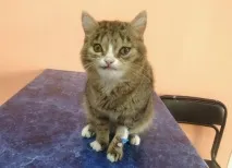 Кота Гошку з незвичайною мордою закидали камінням діти у Новосибірську незвичайною