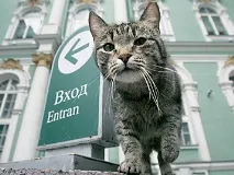 Кішки-мишки в Ермітажі - Вогник № 13 (4989) від вогник