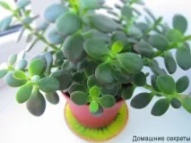 Крассула догляд та утримання в домашніх умовах утримання