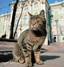 Котів Ермітажу містять у царських умовах містять