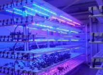 Стрічка світлодіодна для рослин - економічний спосіб підсвічування рослин