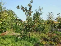 І гілки цілі та врожай збережений цілі