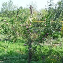І гілки цілі та врожай збережений гілки