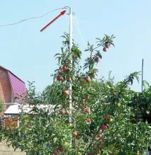 І гілки цілі та врожай збережений гілки
