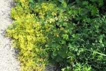 Манжетка - золото алхіміків у саду. алхіміків