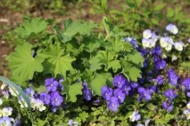 Манжетка - золото алхіміків у саду. золото