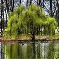 Мир () 3 літери - пошук слів за маскою та визначенням, відповіді на сканворди визначенням