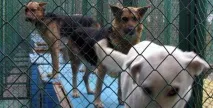 Мінчани позбавляються домашніх котів та собак домашніх