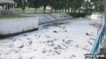 Мертвий Остер чомусь за два тижні в річці загинули майже всі риби та тварини річці