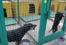 Мінчани позбавляються домашніх котів та собак позбавляються