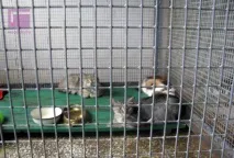 Мінчани позбавляються домашніх котів та собак позбавляються