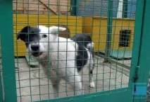 Мінчани позбавляються домашніх котів та собак позбавляються