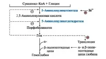 МОДУЛЬ 13 МЕТАБОЛІЗМ ГЕМА ТА ОБМІН ЗАЛІЗУ метаболізм