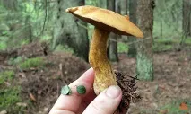 Моховик жовто-бурий - Suillus variegatus - Гриби Уломи Залізної жовто-бурий