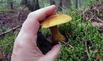 Моховик жовто-бурий - Suillus variegatus - Гриби Уломи Залізної variegatus