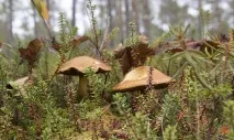 Моховик жовто-бурий - Suillus variegatus - Гриби Уломи Залізної моховик