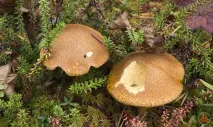 Моховик жовто-бурий - Suillus variegatus - Гриби Уломи Залізної variegatus