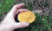 Моховик жовто-бурий - Suillus variegatus - Гриби Уломи Залізної моховик