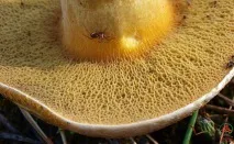 Моховик жовто-бурий - Suillus variegatus - Гриби Уломи Залізної жовто-бурий