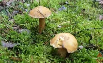 Моховик жовто-бурий - Suillus variegatus - Гриби Уломи Залізної suillus
